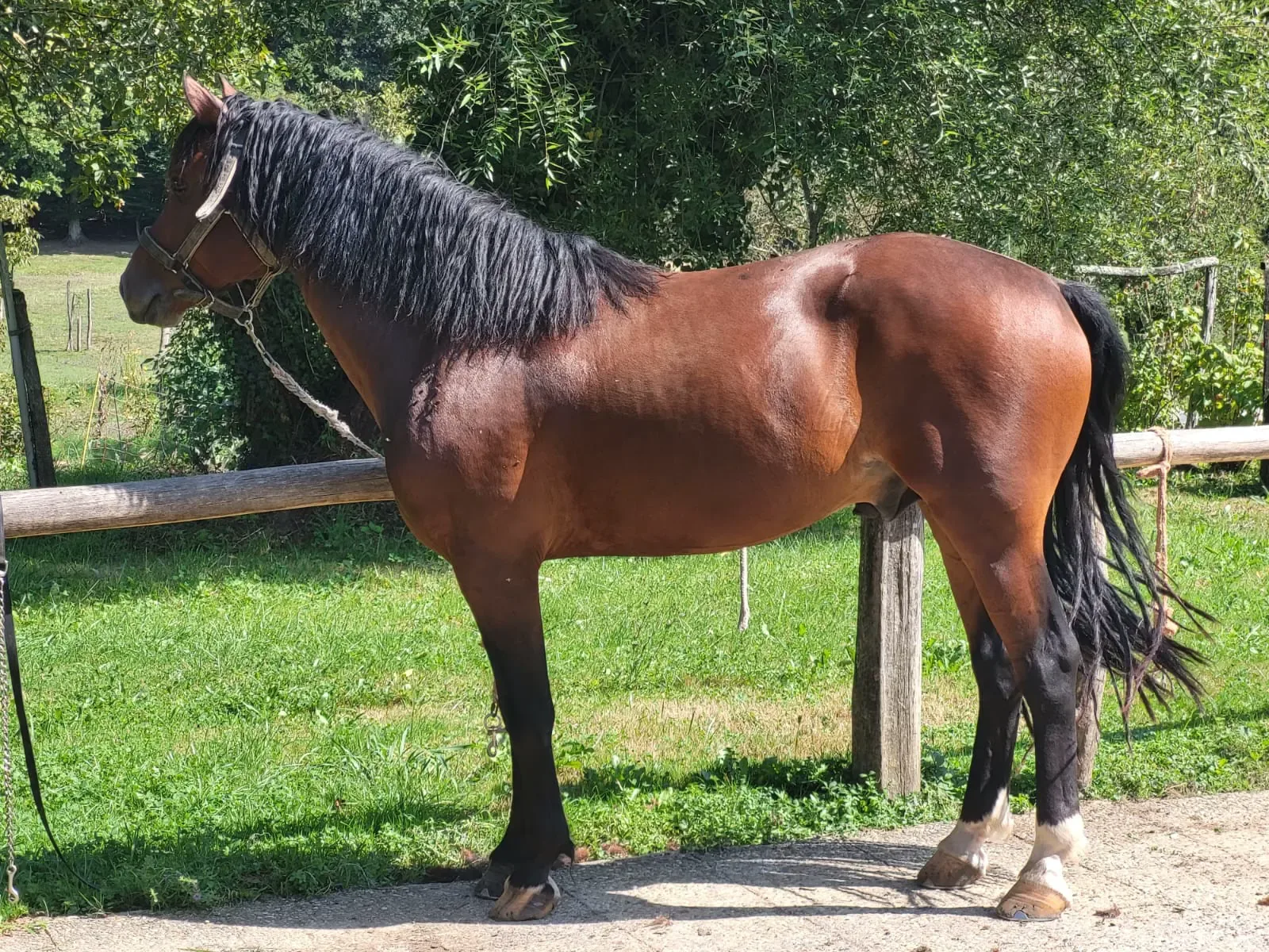 Nazar vor dem Friseur